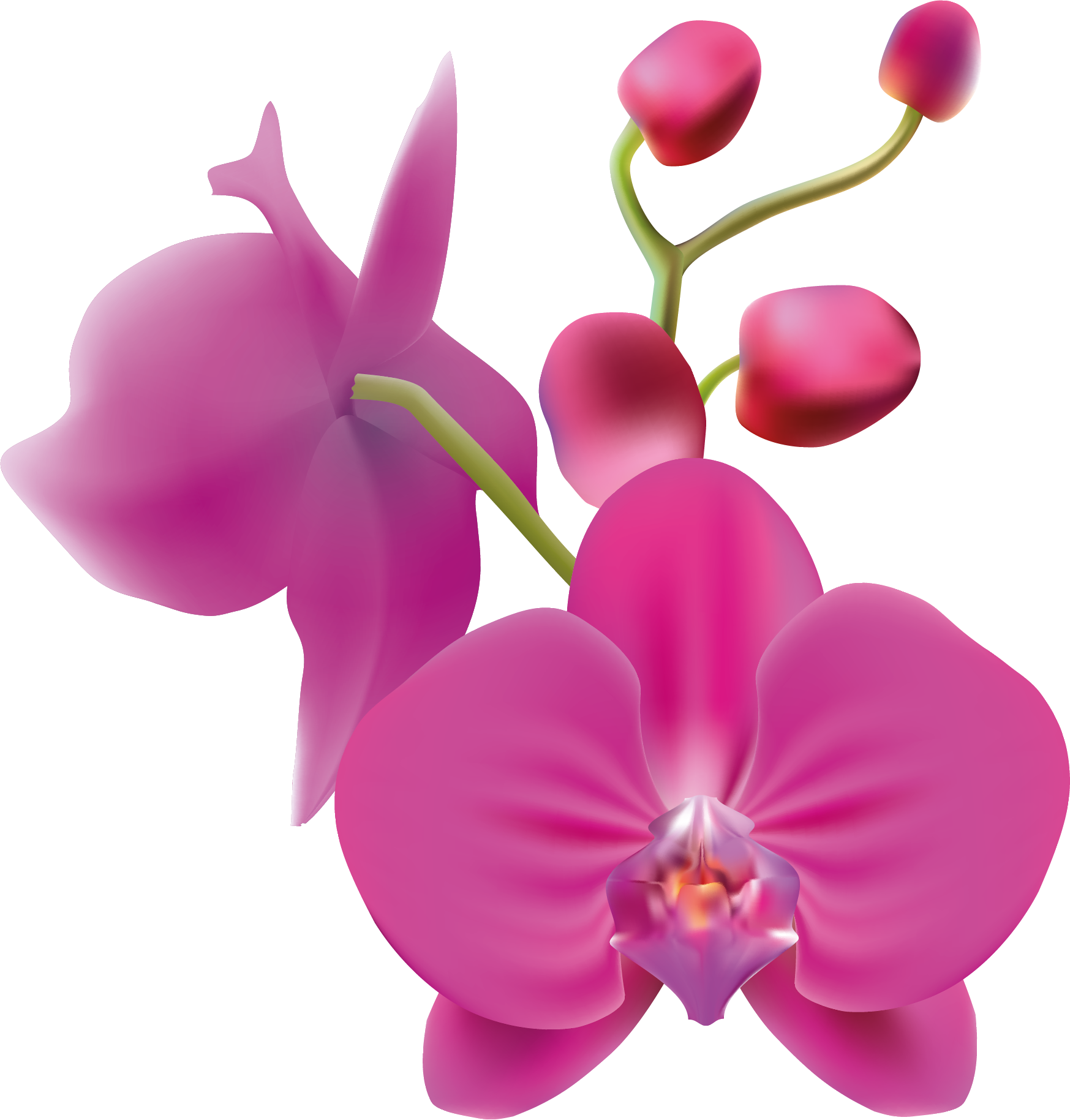 Rosa